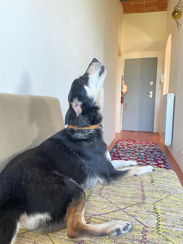 🚨🚨 MUSA - urgente rischio il canile !🚨🚨 Foto 4